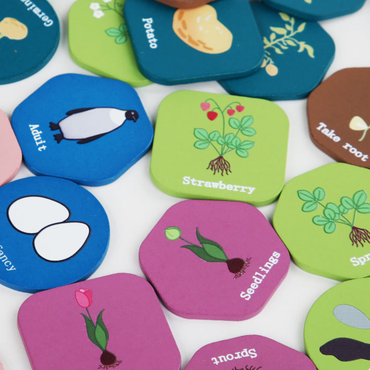 Montessori Speelgoed Levenscyclus - Set van 12 Planten en Dieren Puzzel